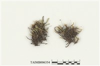 藏品(羽枝青苔)的圖片